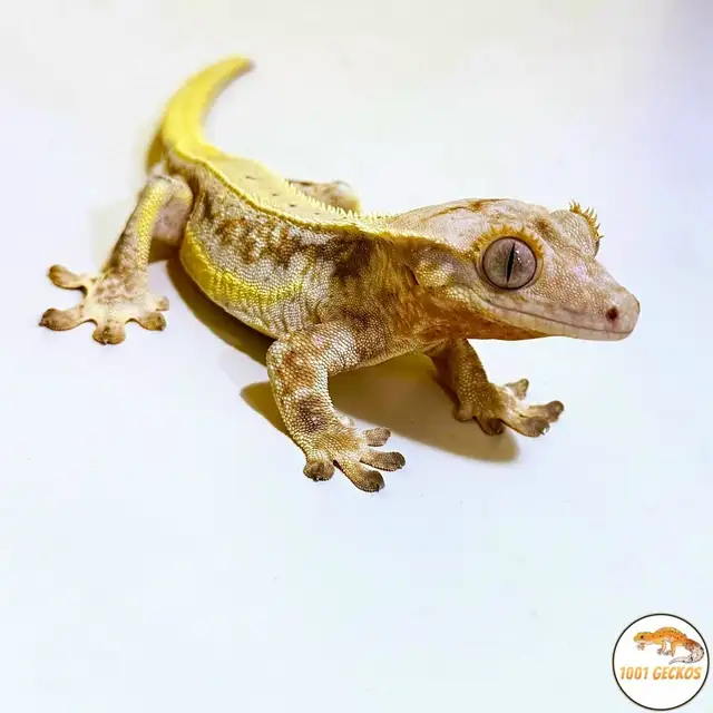 Beautiful Crested Geckos - downsizing the collection! - Photo 2