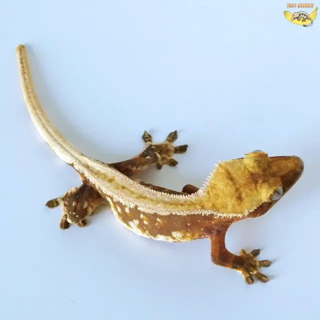 Beautiful Crested Geckos - downsizing the collection! - Photo 4