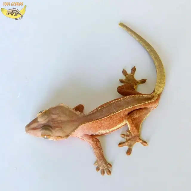 Crested Geckos ❤️ many to choose from!