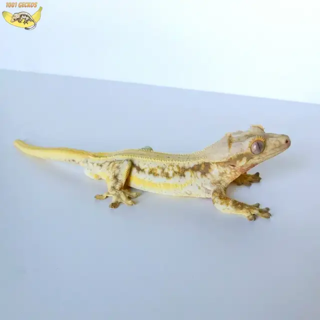 Crested Geckos ❤️ many to choose from! - Photo 9