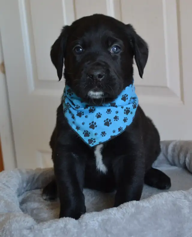 Chiots Labradors noirs mâles et femelle