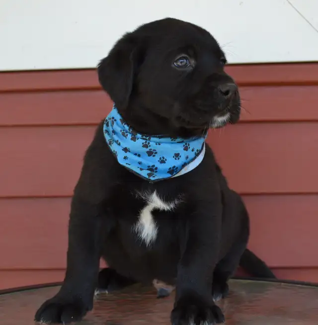 Chiots Labradors noirs mâles et femelle - Photo 2