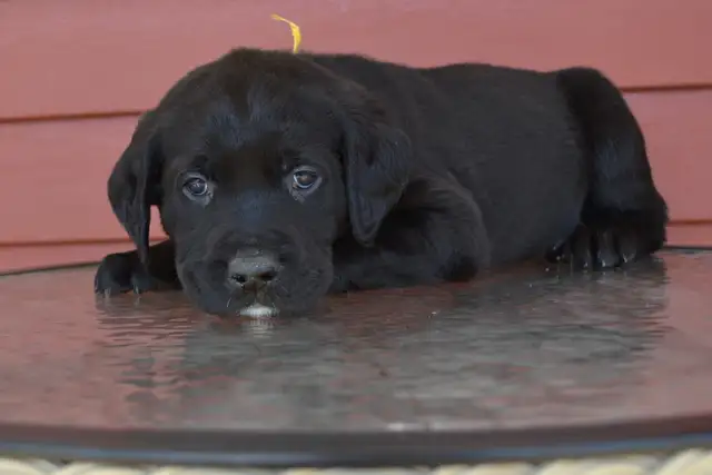 Chiots Labradors noirs mâles et femelle - Photo 3