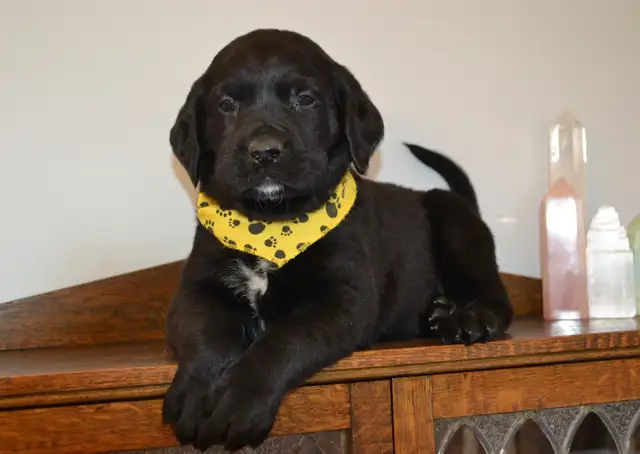 Chiots Labradors noirs mâles et femelle - Photo 4