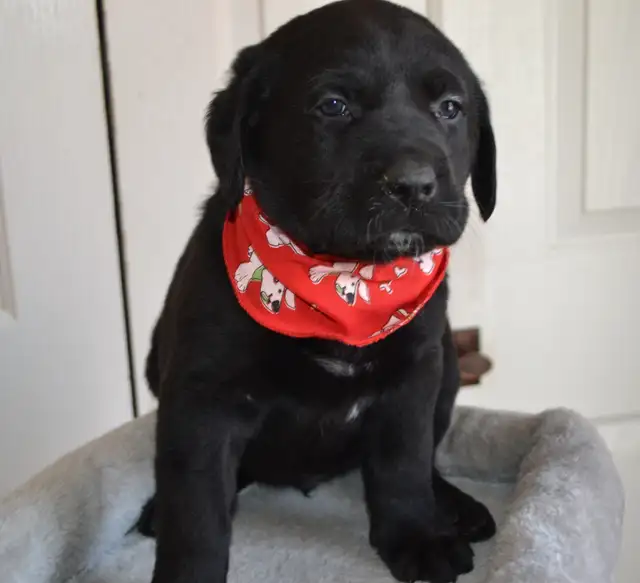 Chiots Labradors noirs mâles et femelle - Photo 5