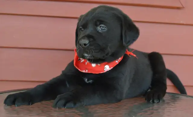 Chiots Labradors noirs mâles et femelle - Photo 6