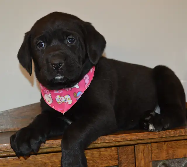 Chiots Labradors noirs mâles et femelle - Photo 7