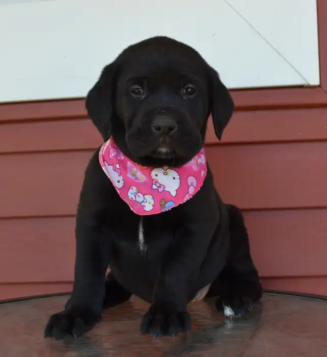 Chiots Labradors noirs mâles et femelle - Photo 8
