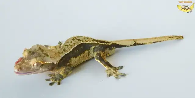 Stunning Crested Geckos!