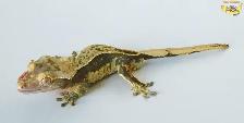 Stunning Crested Geckos!