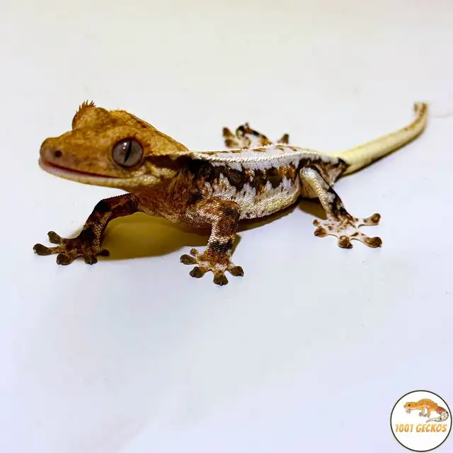 Stunning Crested Geckos! - Photo 2
