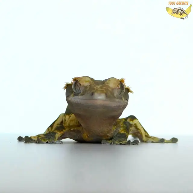 Stunning Crested Geckos! - Photo 7