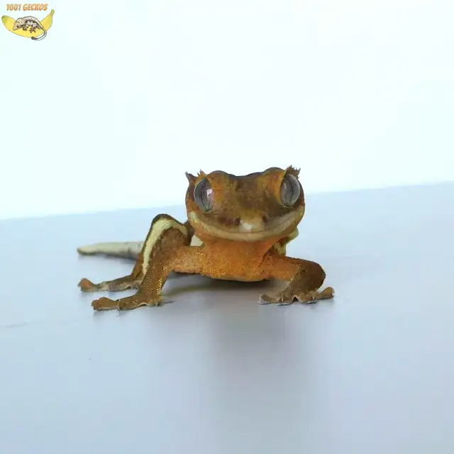 Stunning Crested Geckos! - Photo 9