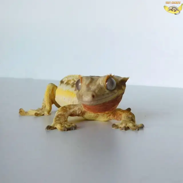 Stunning Crested Geckos! - Photo 10