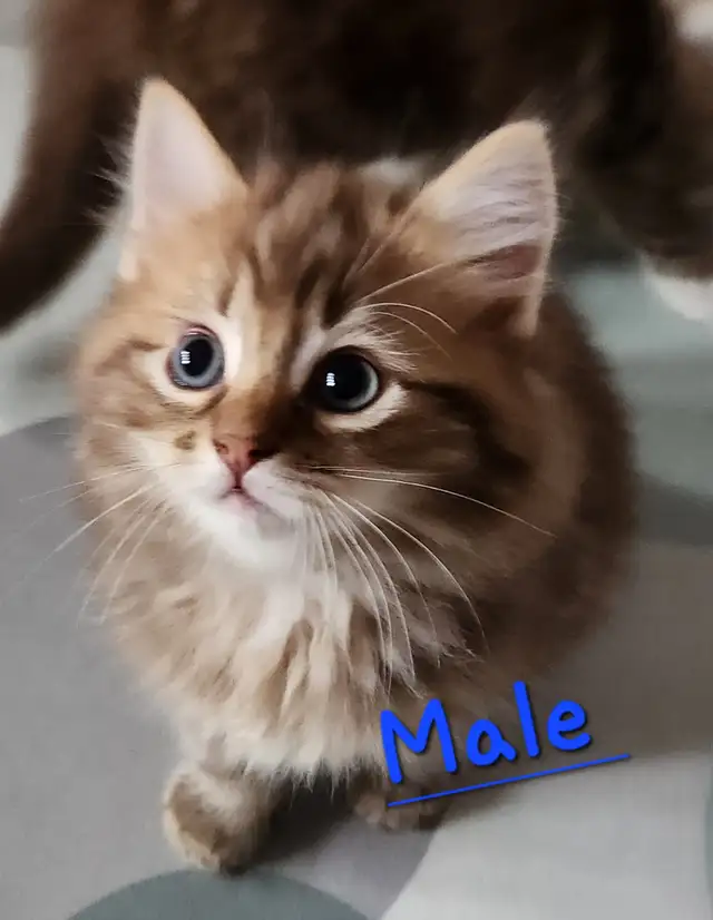 Ragdoll  kittens, Looking for their  FUREVER HOME - Photo 2