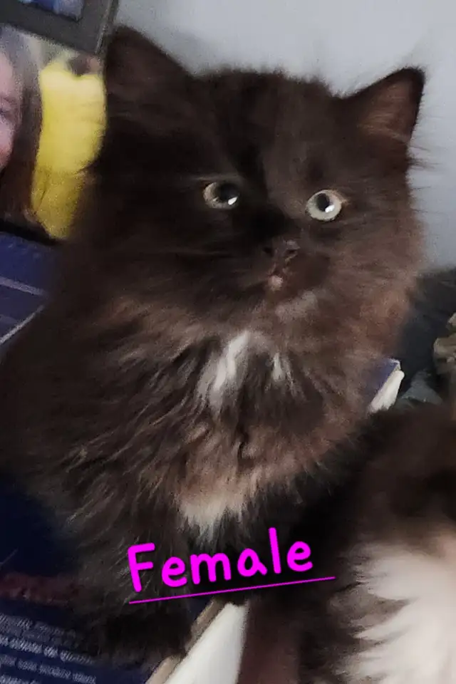 Ragdoll  kittens, Looking for their  FUREVER HOME - Photo 3