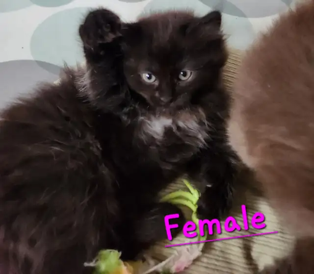 Ragdoll  kittens, Looking for their  FUREVER HOME - Photo 5