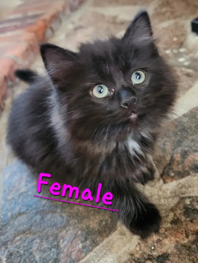 Ragdoll  kittens, Looking for their  FUREVER HOME - Photo 7