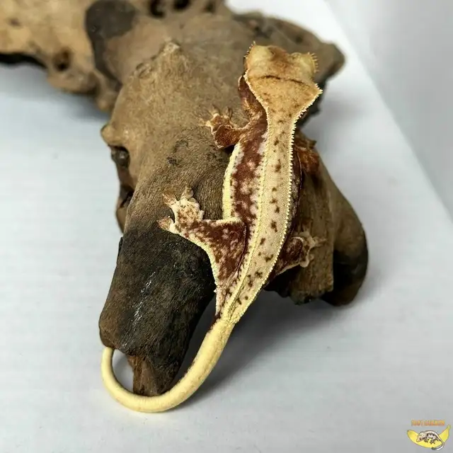 Crested Geckos - Proven Breeders and Juveniles