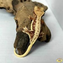 Crested Geckos - Proven Breeders and Juveniles