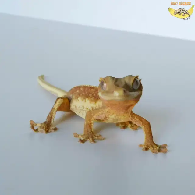 Crested Geckos - Proven Breeders and Juveniles - Photo 4