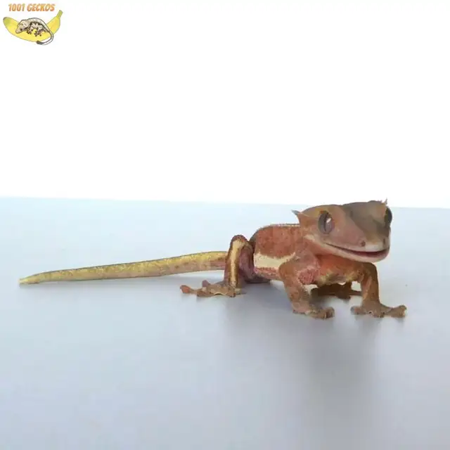 Crested Geckos - Proven Breeders and Juveniles - Photo 5