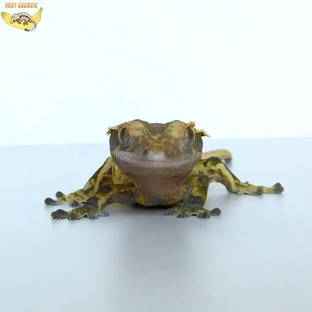 Crested Geckos - Proven Breeders and Juveniles - Photo 6