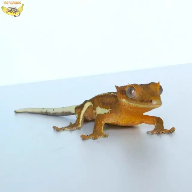 Crested Geckos - Proven Breeders and Juveniles - Photo 7