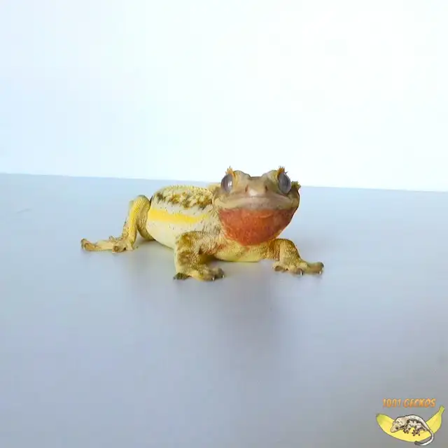 Crested Geckos - Proven Breeders and Juveniles - Photo 8