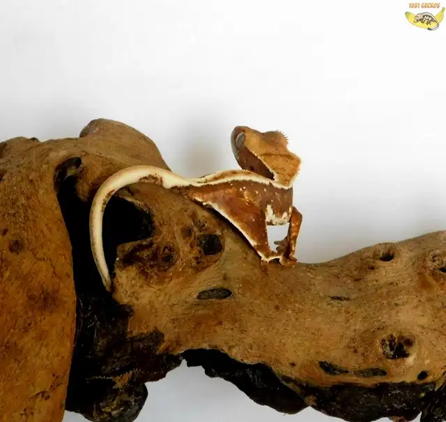 Crested Geckos - Proven Breeders and Juveniles - Photo 9