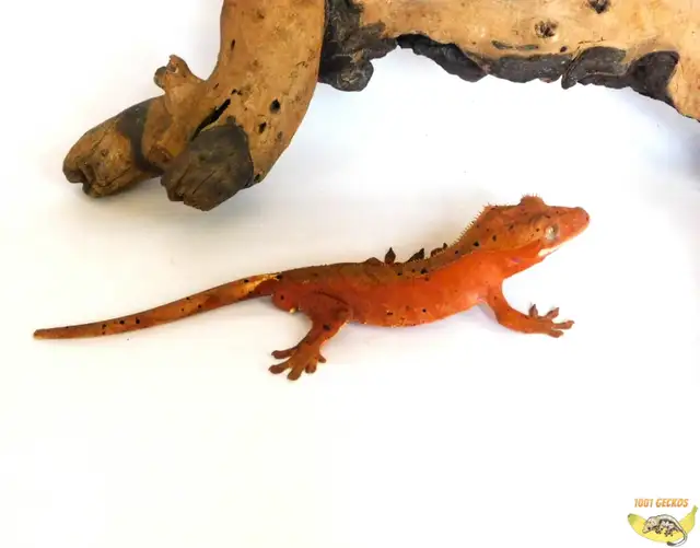 Crested Geckos - Proven Breeders and Juveniles - Photo 10