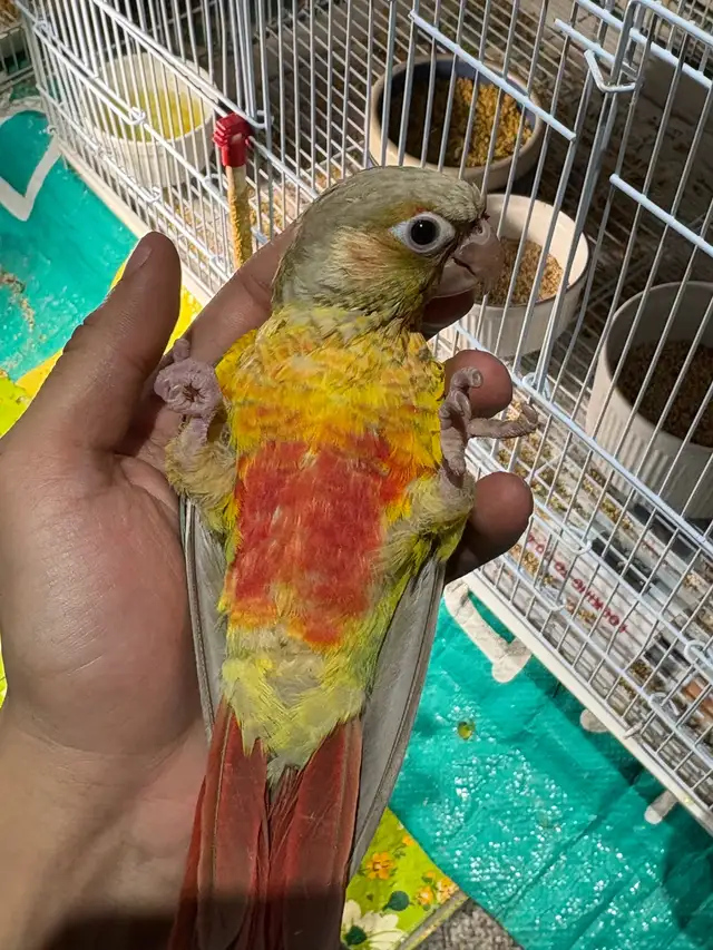 ❤️ Fully Weaned Conure Ready to Go Friendly and Tamed ❤️ - Photo 3