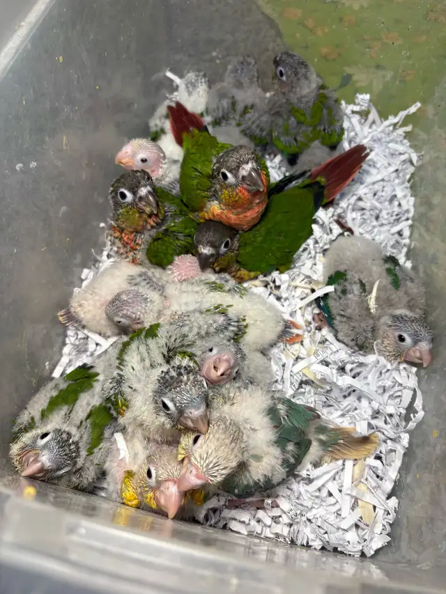 ❤️ Fully Weaned Conure Ready to Go Friendly and Tamed ❤️ - Photo 5