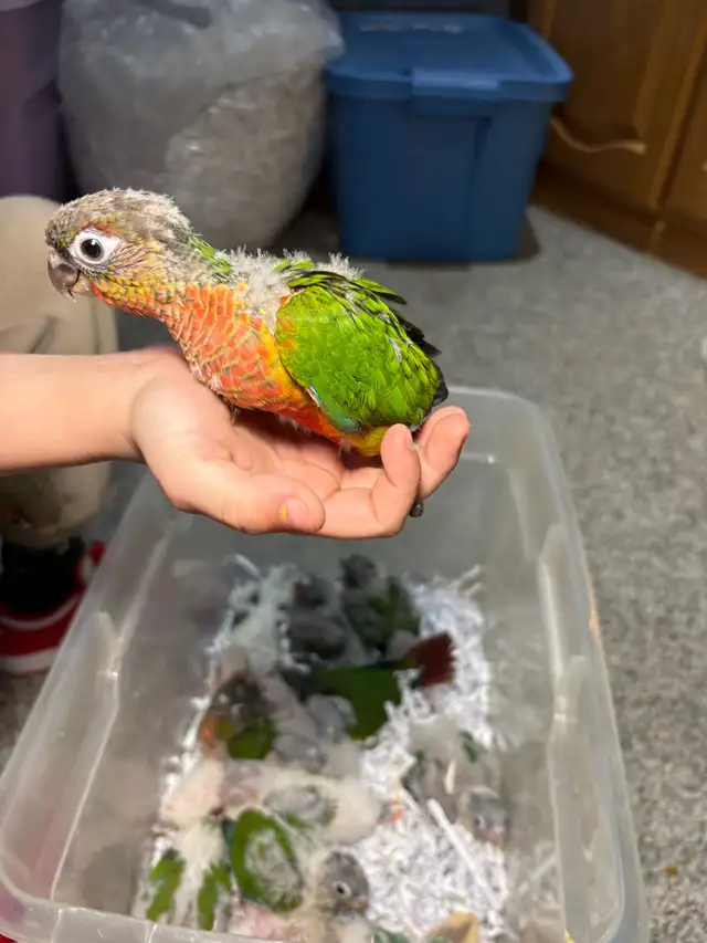 ❤️ Fully Weaned Conure Ready to Go Friendly and Tamed ❤️ - Photo 7