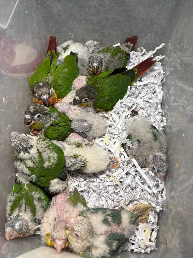 ❤️ Fully Weaned Conure Ready to Go Friendly and Tamed ❤️ - Photo 9