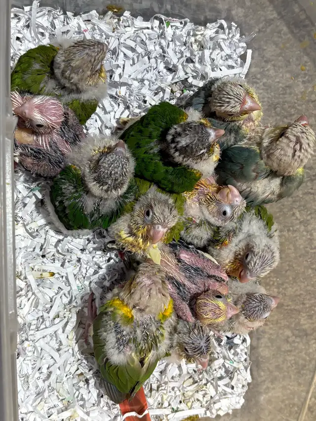 ❤️ Fully Weaned Conure Ready to Go Friendly and Tamed ❤️ - Photo 10