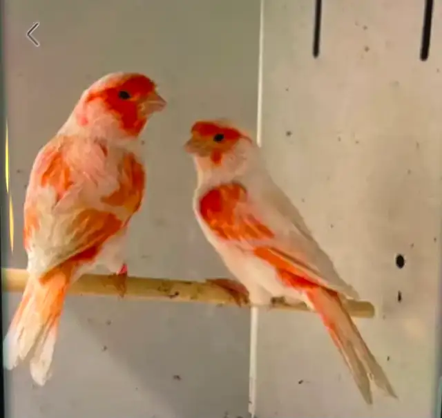 Canaries - Red Mosaic