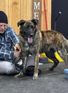 Diesel - Playful Dog Available for Adoption