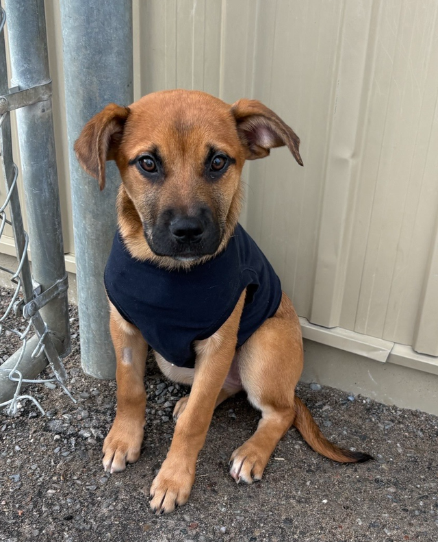 Rose - Mastiff/Lab Pup Available for Adoption