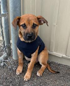 Rose - Mastiff/Lab Pup Available for Adoption