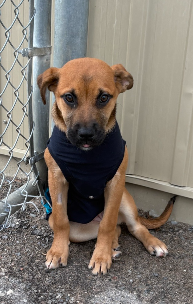 Rose - Mastiff/Lab Pup Available for Adoption - Photo 2