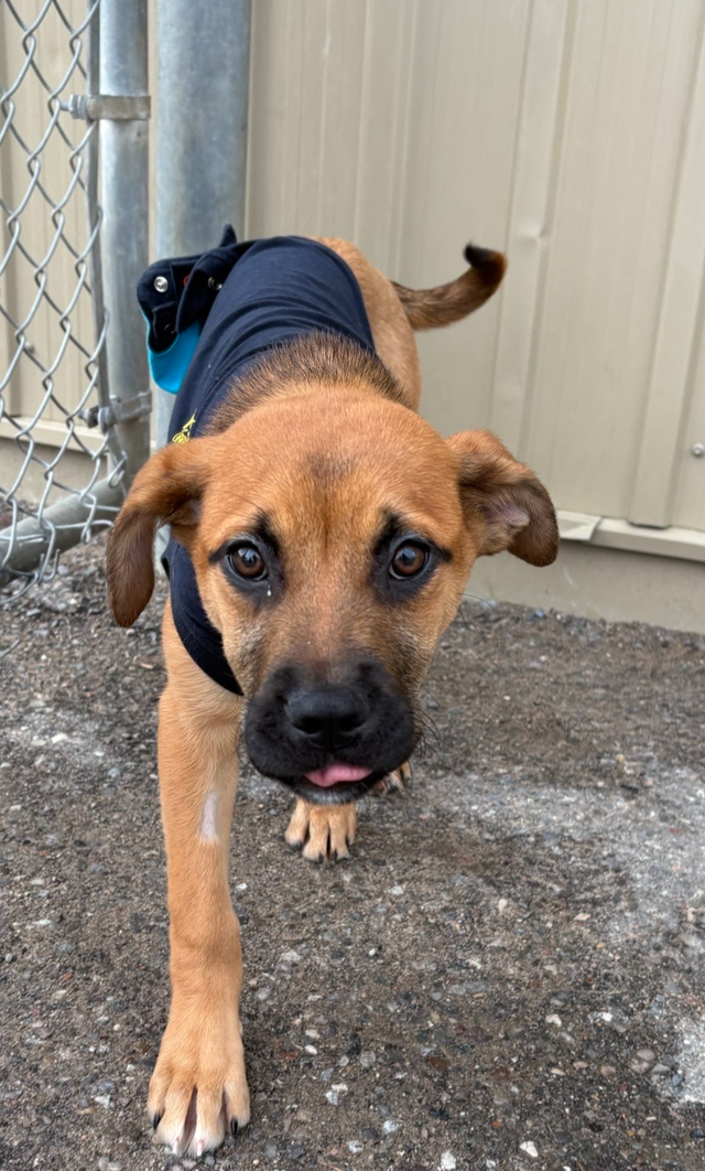 Rose - Mastiff/Lab Pup Available for Adoption - Photo 3