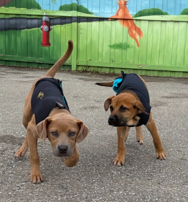 Rose - Mastiff/Lab Pup Available for Adoption - Photo 4