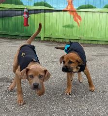 Rose - Mastiff/Lab Pup Available for Adoption - Photo 4