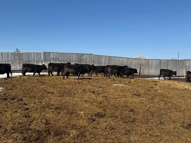 Bred Heifers - Photo 2