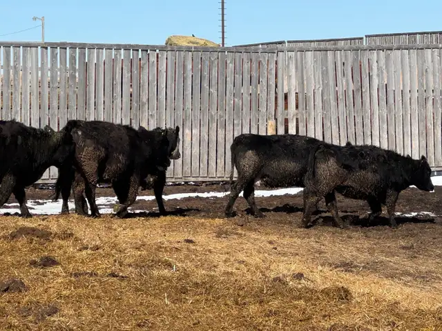 Bred Heifers - Photo 3