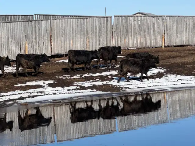 Bred Heifers - Photo 4
