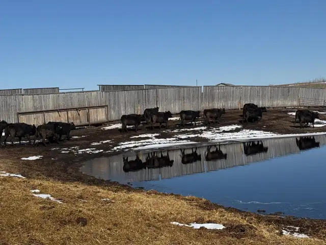 Bred Heifers - Photo 5