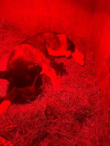 Siberian Husky puppies