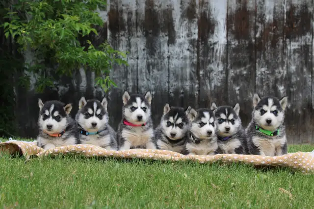Siberian Husky puppies - Photo 2